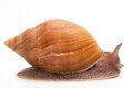 Achatina achatina monochromatica adult